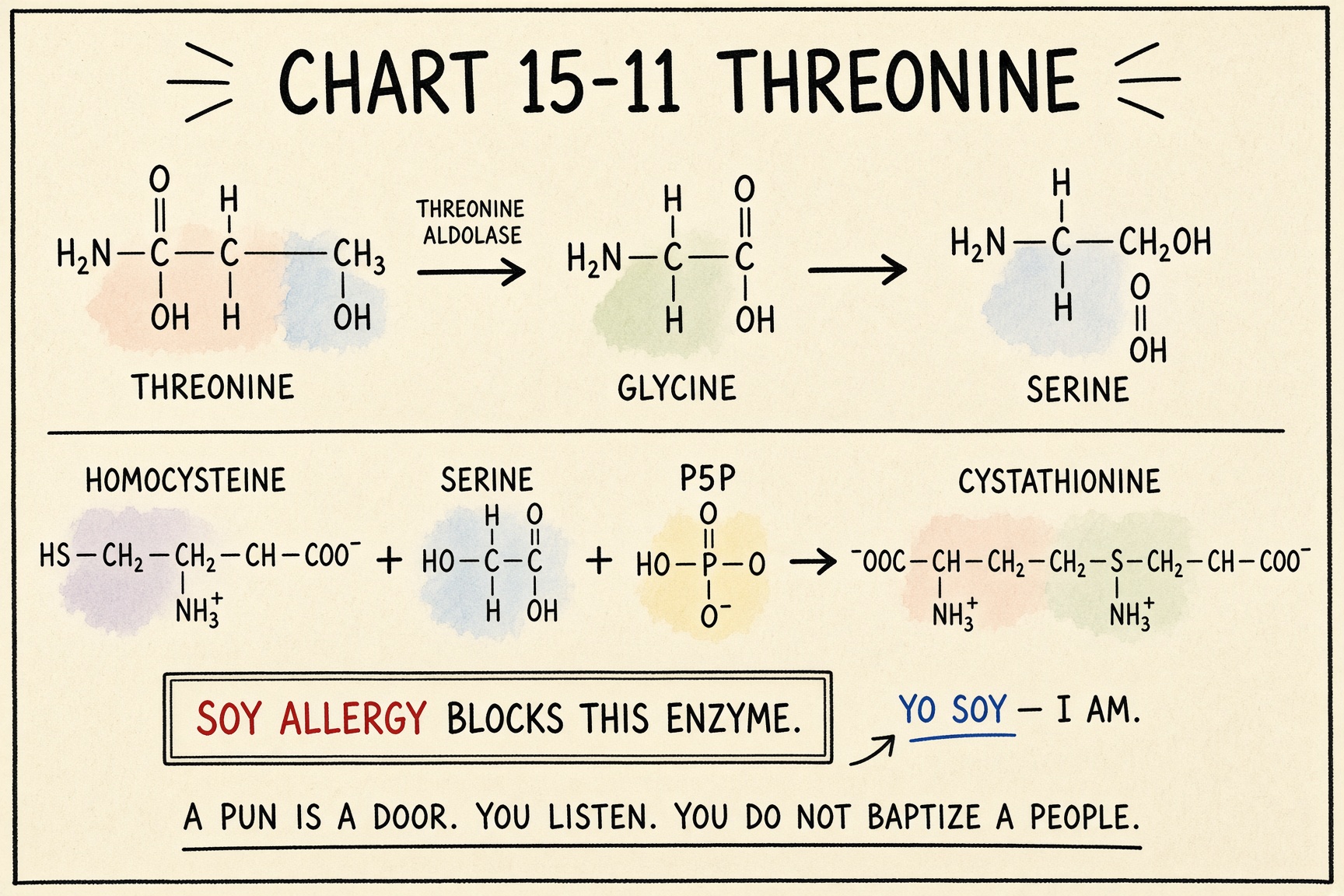 Chart 15-11: threonine blocked by soy allergy — glycine, serine, homocysteine to cystathionine