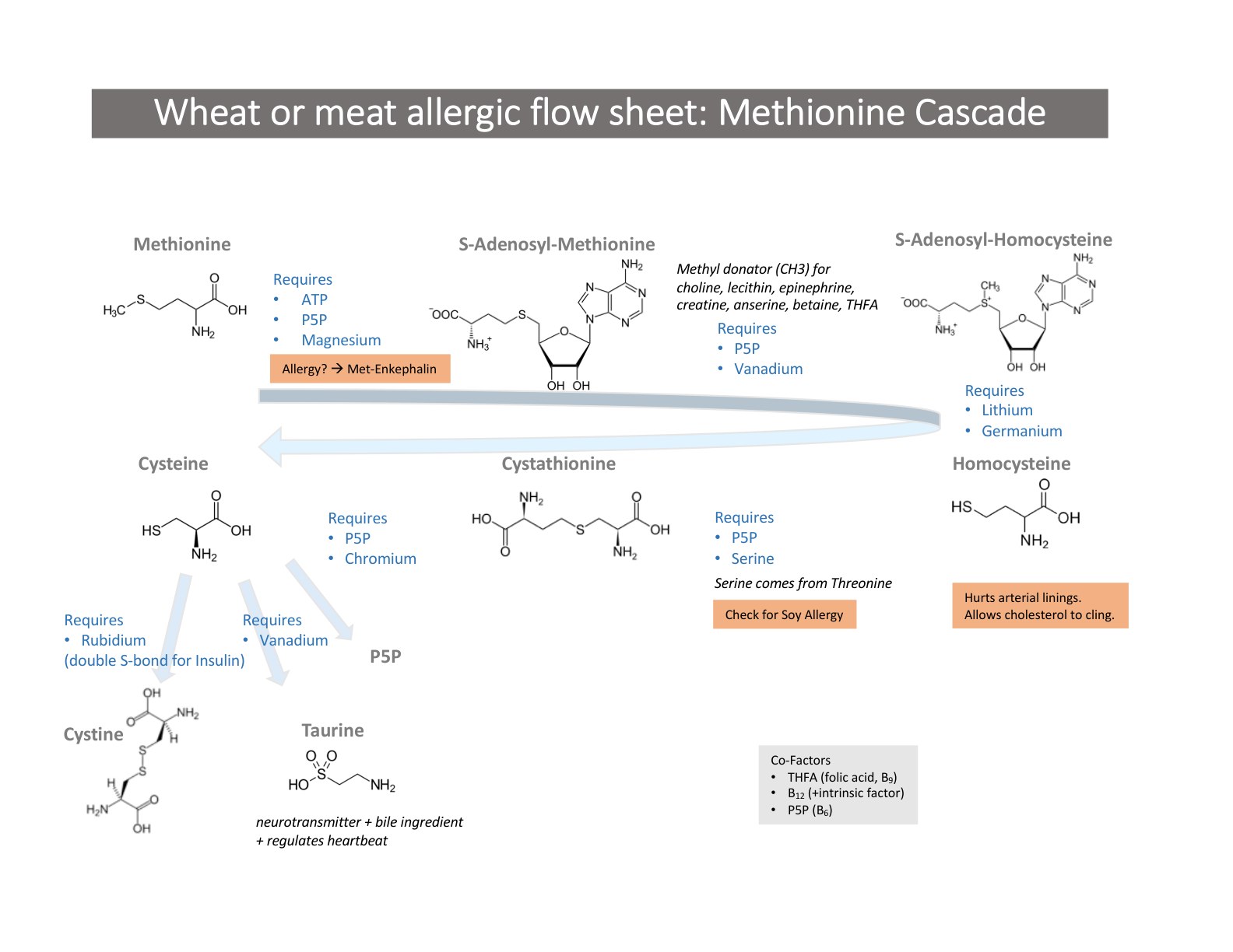 Wheat or meat allergic flow sheet: methionine cascade with cofactors named