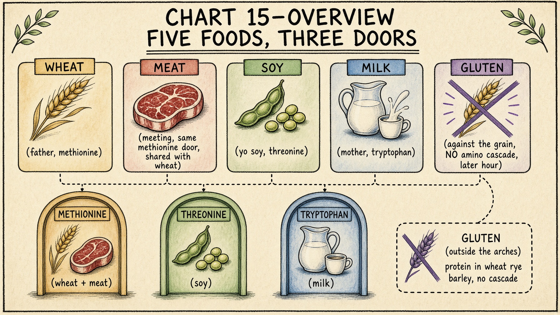 Five foods, three amino-acid doors: wheat and meat share methionine; soy on threonine; milk on tryptophan; gluten has no cascade