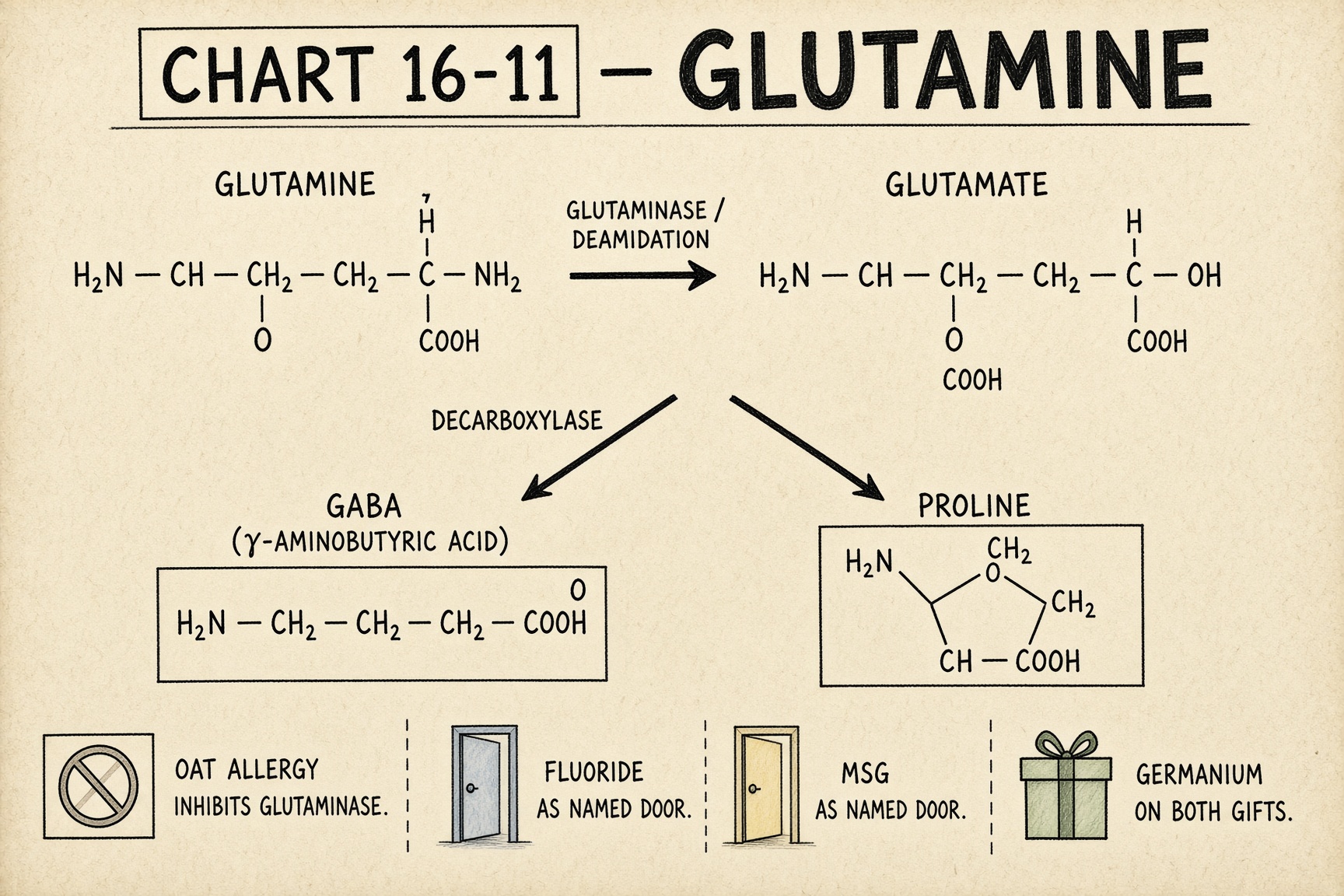 Chart 16-11: glutamine to glutamate — stopped by oat allergy, fluoride, and MSG; makes proline and GABA