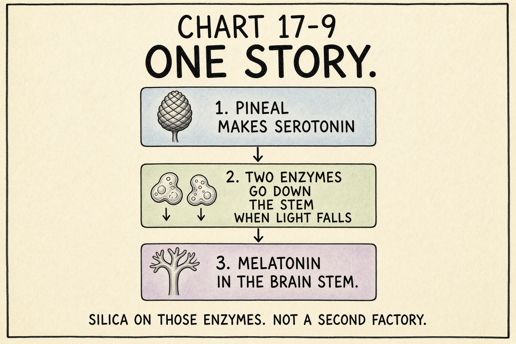 Chart 17-9: serotonin turns into melatonin in the brain stem