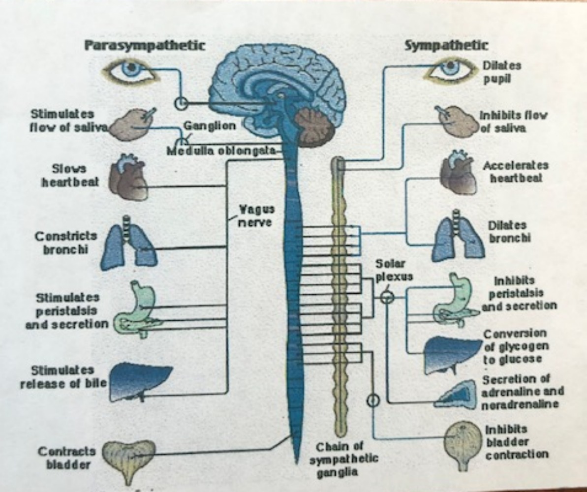 Parasympathetic and sympathetic: vagus, solar plexus, the two faces of the autonomic