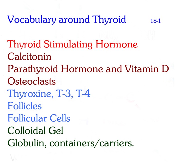 Chart 18-1: vocabulary around thyroid