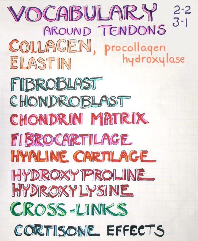 Tendon vocabulary · 2-2