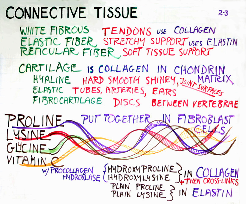 Connective tissue · 2-3