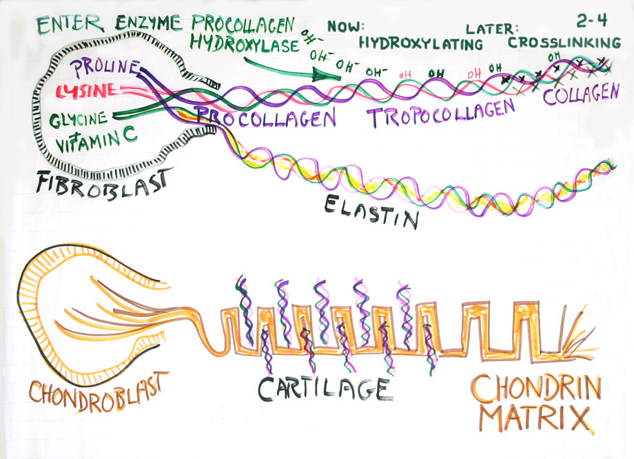 Fibroblast cascade · 2-4
