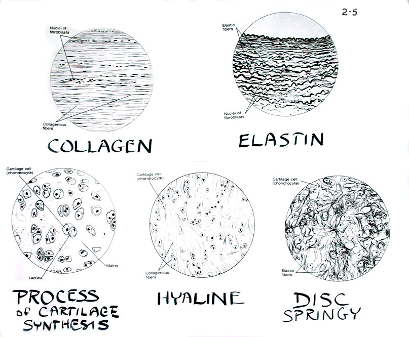 Collagen and elastin · 2-5