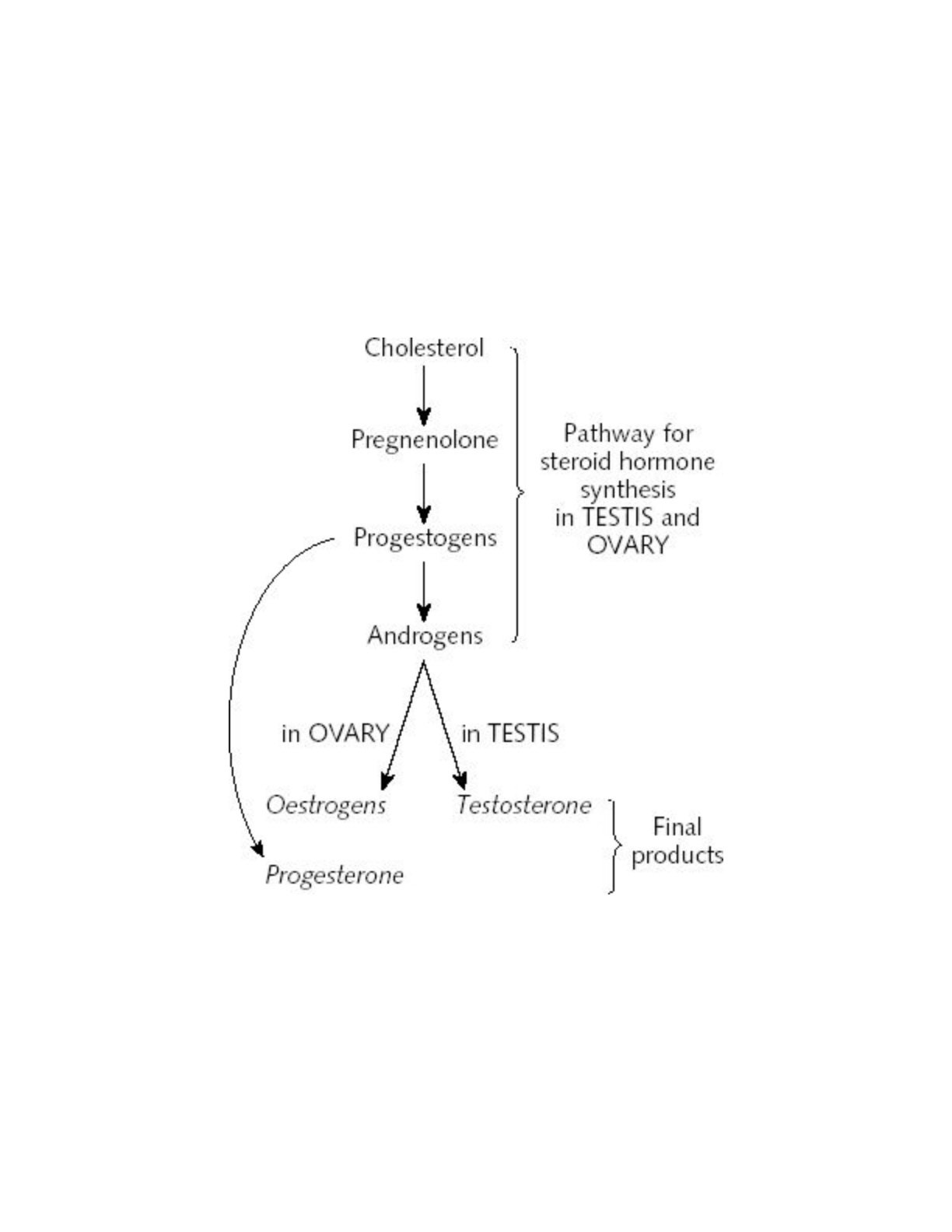 Chart 21-17: pathway for steroid hormone synthesis in testis and ovary