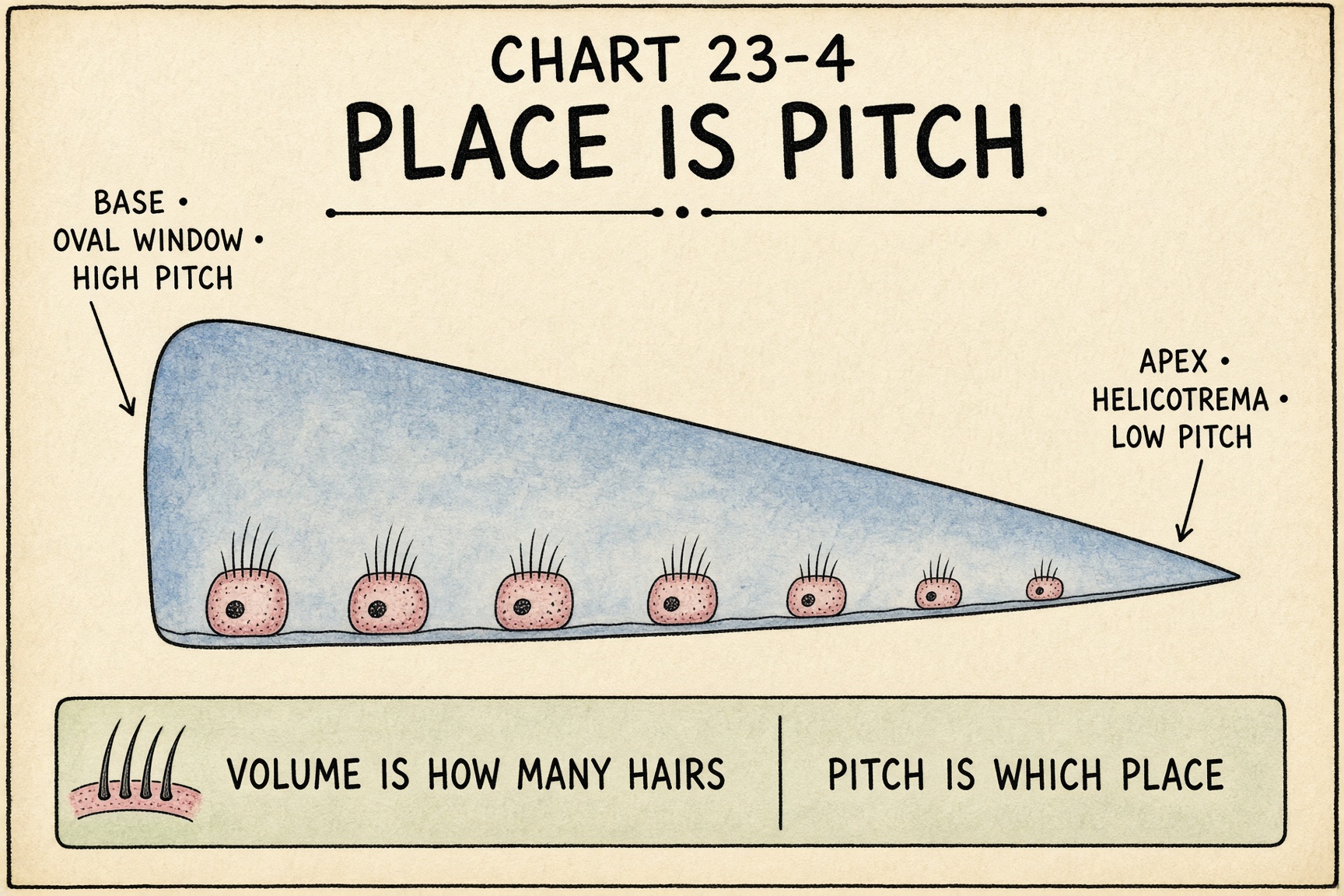 Chart 23-4: nerves exit from the organ of Corti