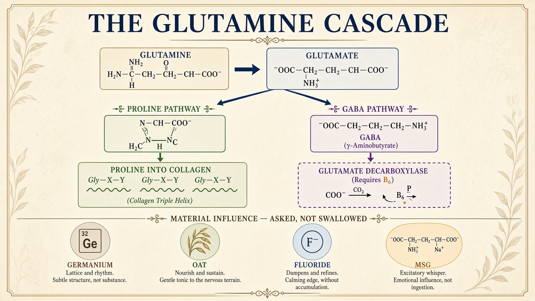 The glutamine cascade with influence of the material as a question