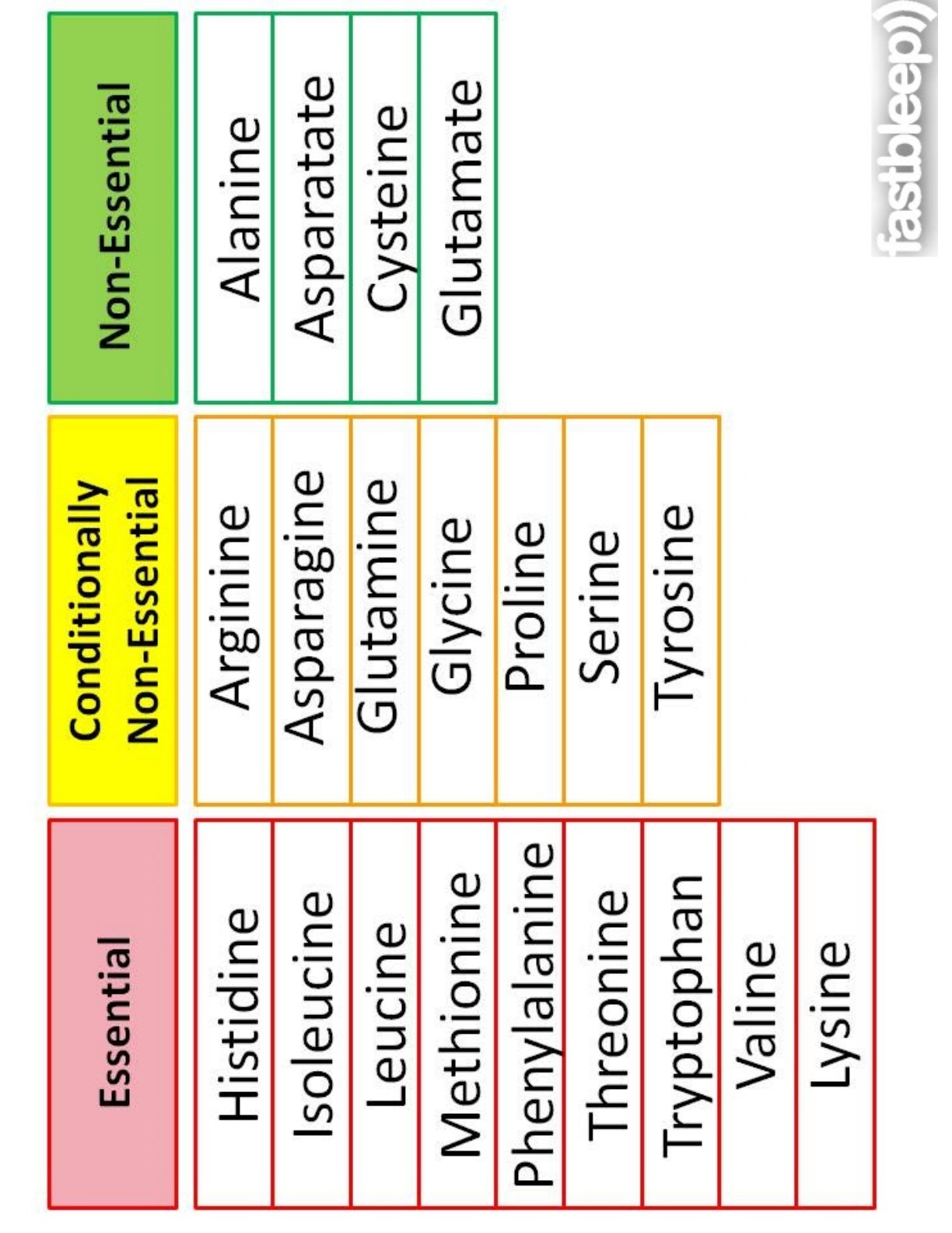 Essential, conditionally non-essential, and non-essential amino acids