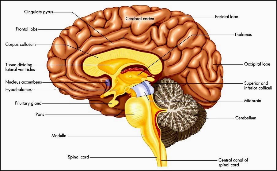 Sagittal brain: cerebrum, limbic rooms, cerebellum, brainstem