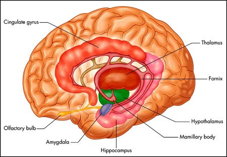 Printed limbic map: cingulate, fornix, hippocampus, amygdala