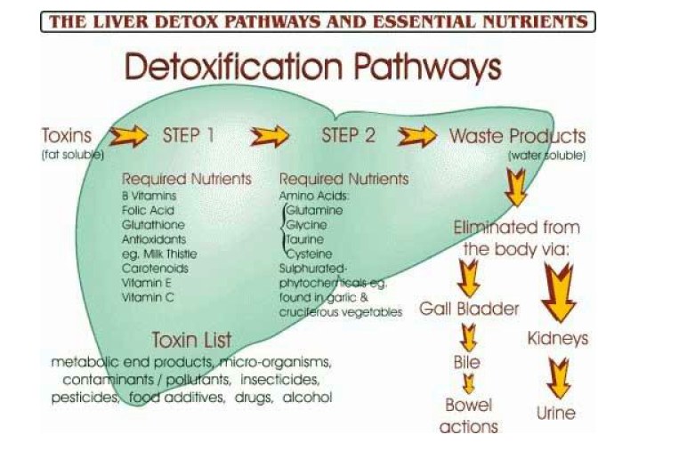 Liver detoxification pathways: step one, step two, out