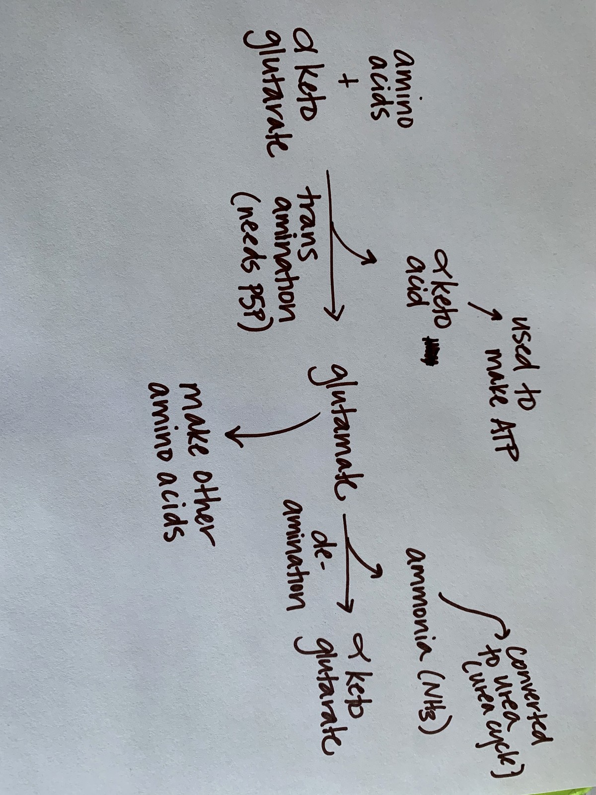 The hand-off as a notebook: amino to keto, glutamate, ammonia to the wheel