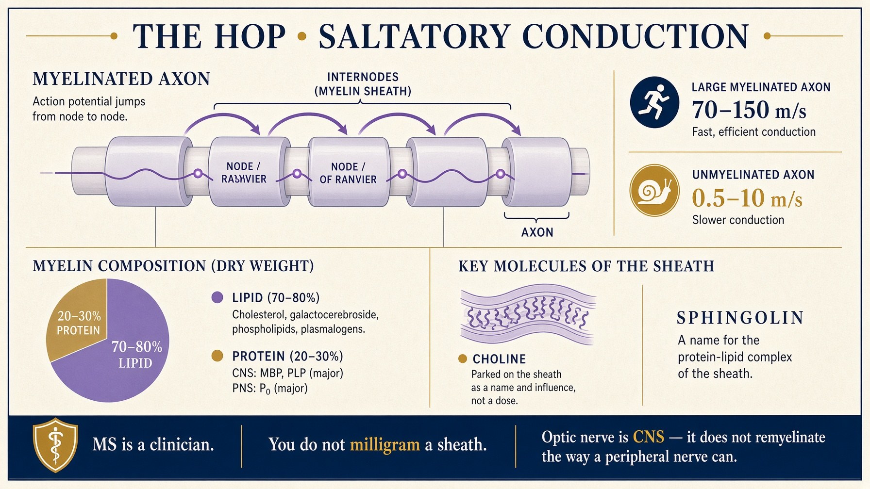 Saltatory conduction — the impulse jumps node to node; choline parked on the sheath