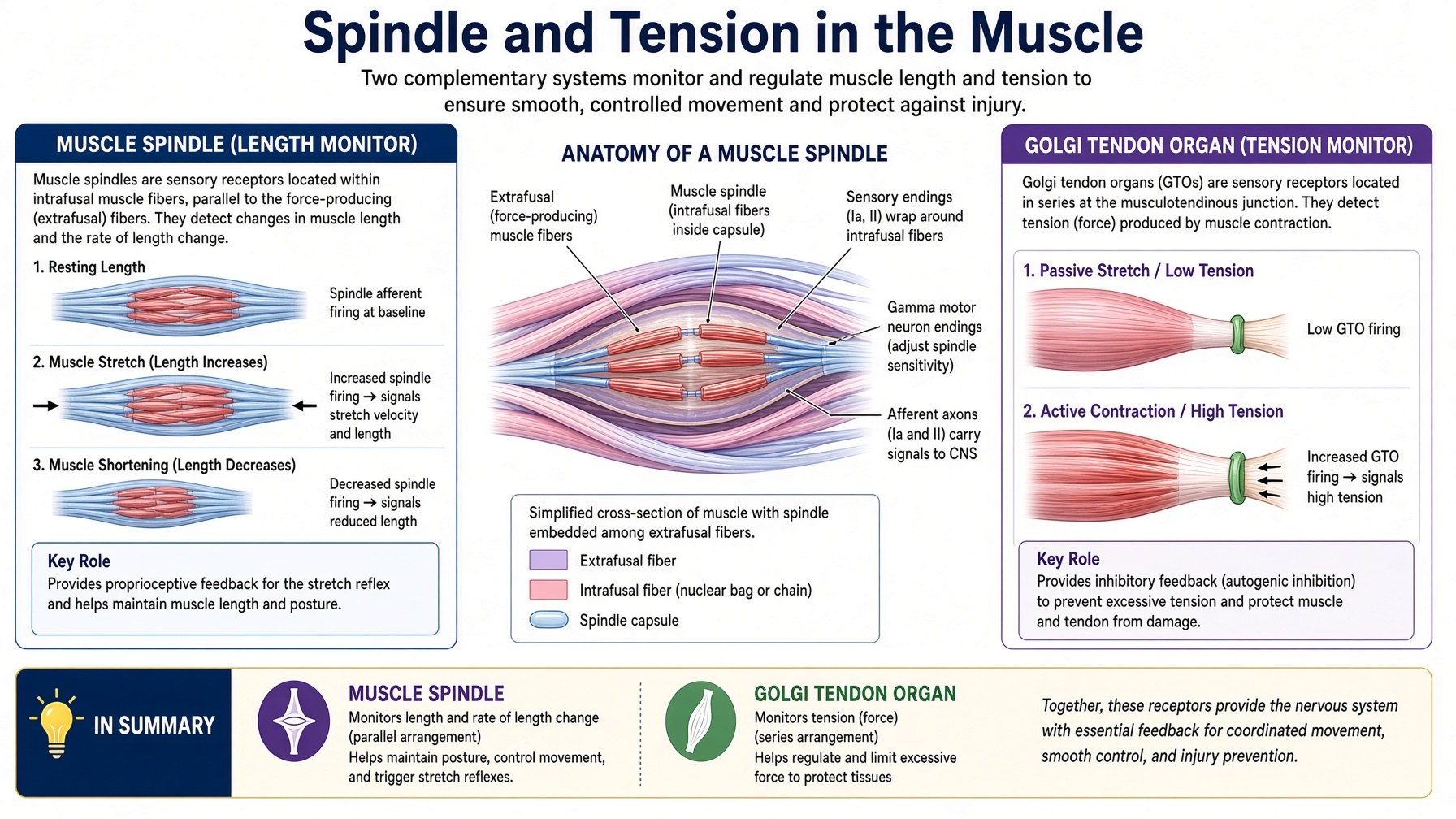 Poster: muscle spindle as length monitor and Golgi tendon organ as tension monitor