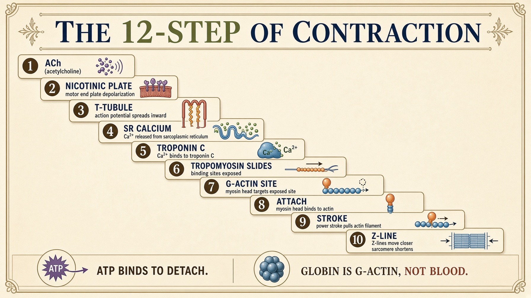 Banner: the 12-step of contraction — G-actin, not globin