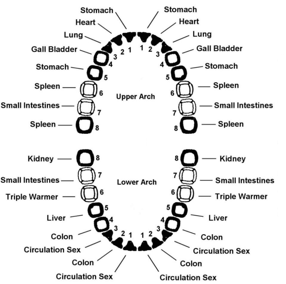 Tooth-organ chart: upper and lower arches with meridian parking
