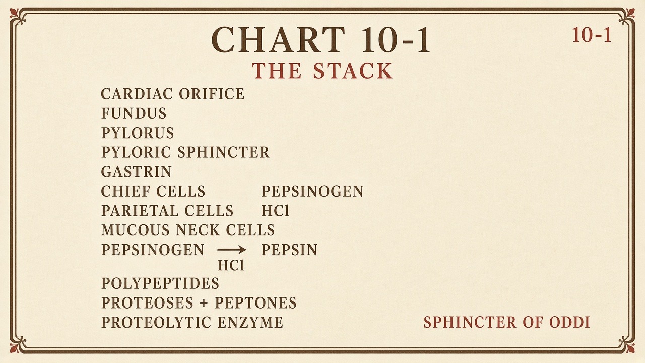 Chart 10-1: the stack — diaphragm, liver, gallbladder, pancreas, bag, duodenum, Oddi