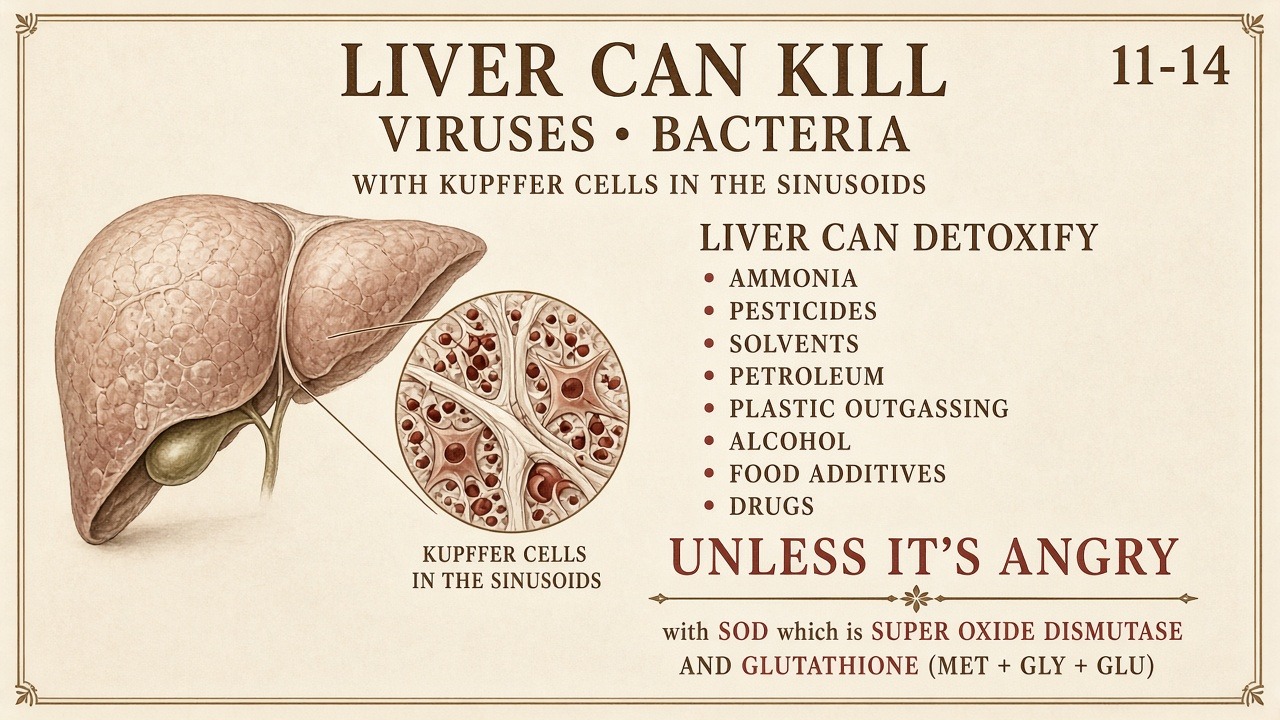 Chart 11-14: liver can kill with Kupffer cells; can detoxify unless angry; SOD and glutathione