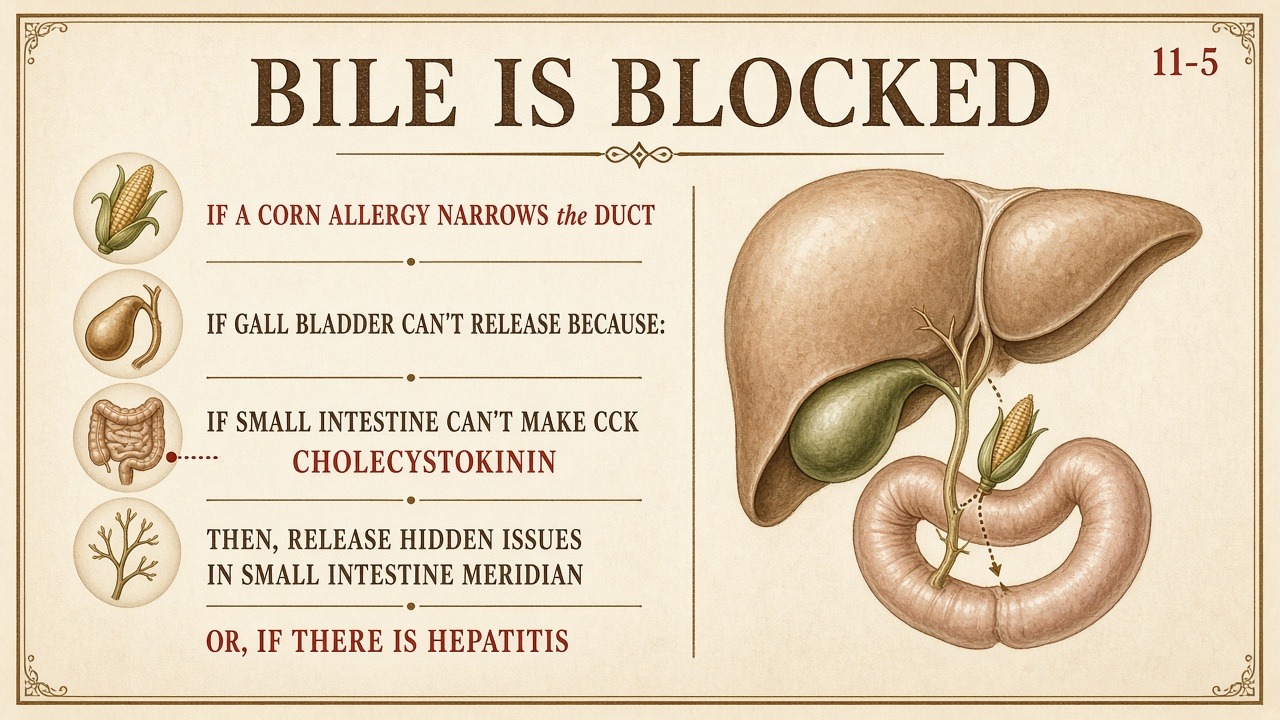Chart 11-5: bile is blocked if corn allergy, if gallbladder cannot release, if SI cannot make CCK, or if hepatitis