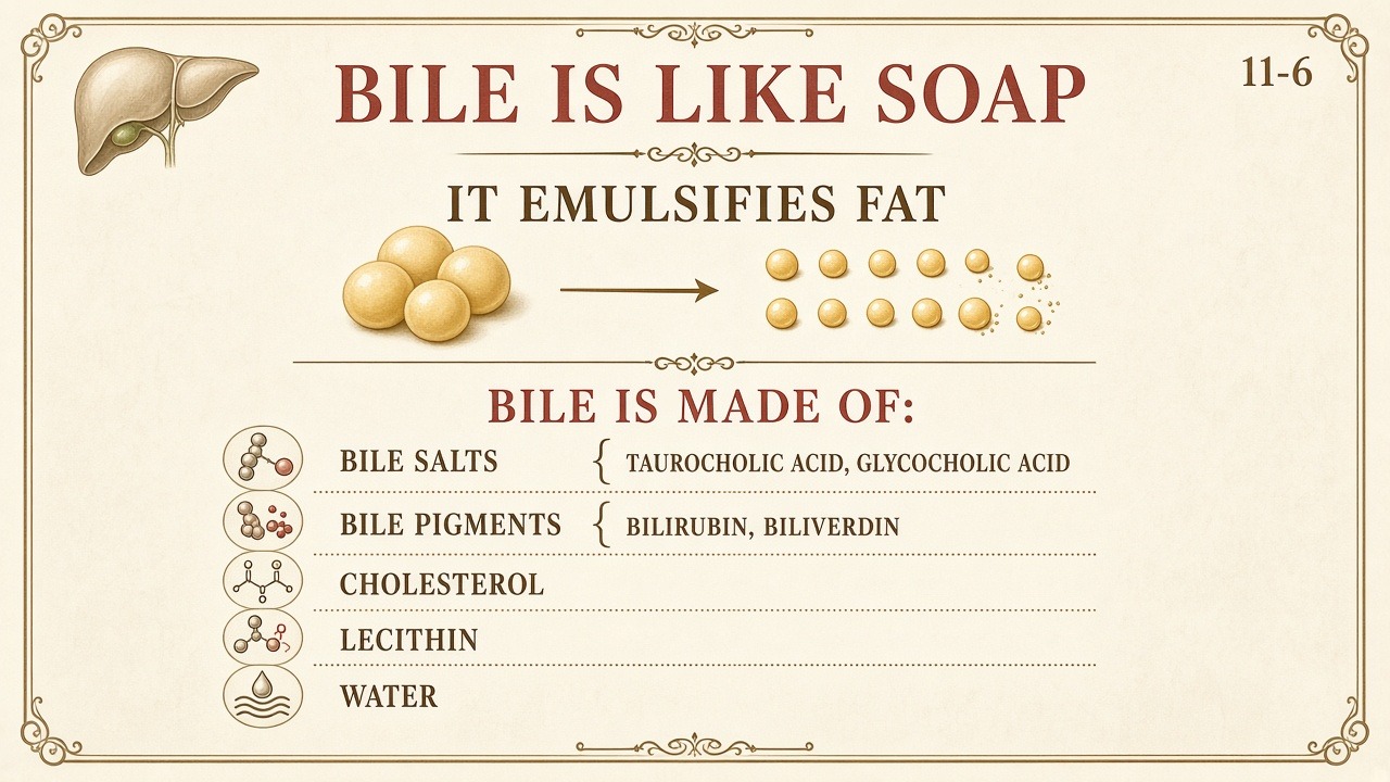 Chart 11-6: bile is like soap — taurocholic, glycocholic, bilirubin, biliverdin, cholesterol, lecithin, water