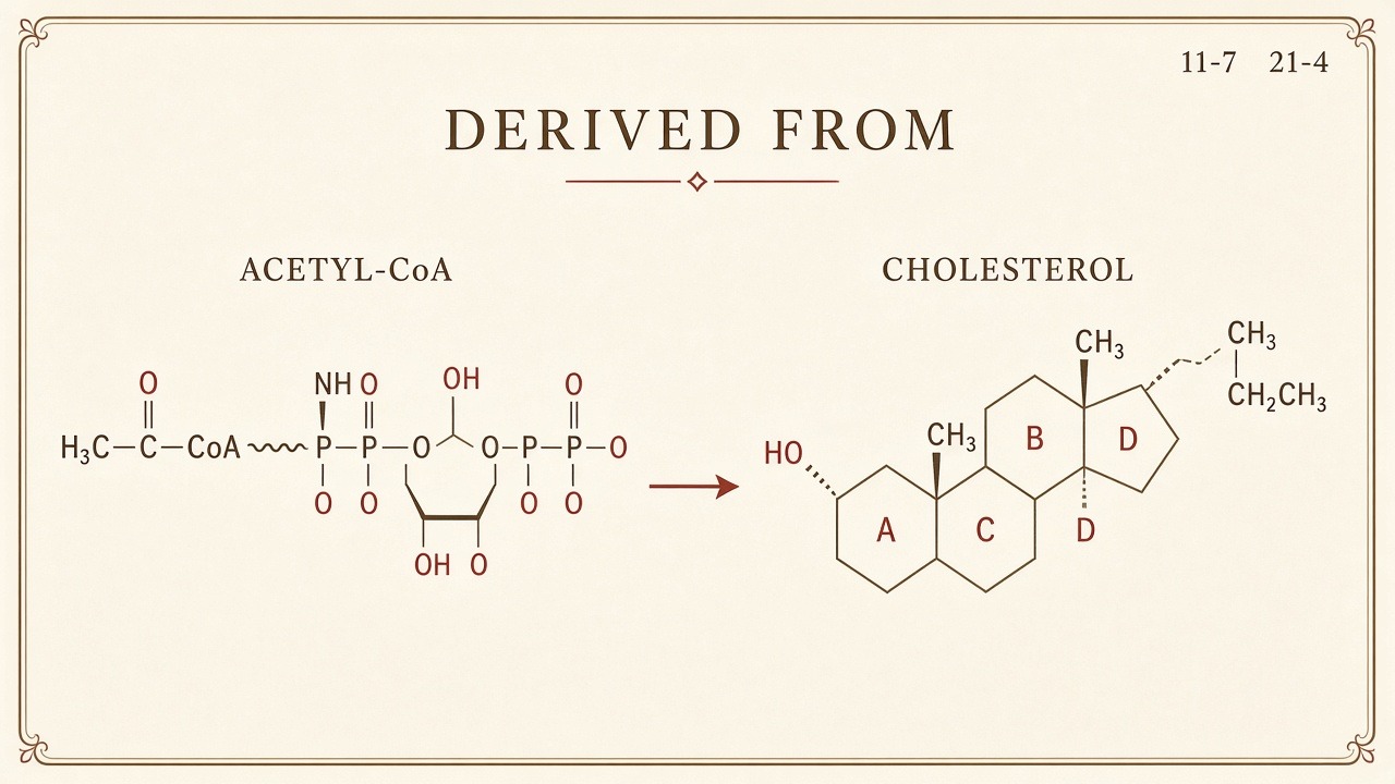 Chart 11-7: cholesterol derived from acetyl-CoA