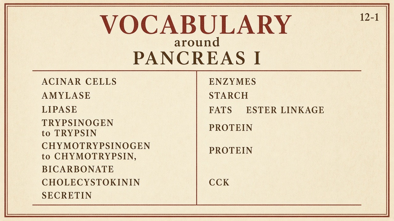 Chart 12-1: vocabulary around pancreas I