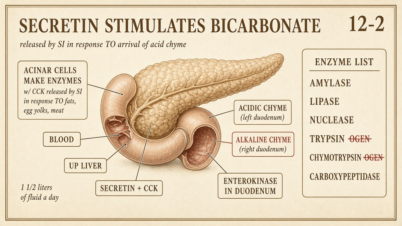 Chart 12-2: pancreas — secretin on bicarbonate, CCK on acinar enzymes, enterokinase in the duodenum