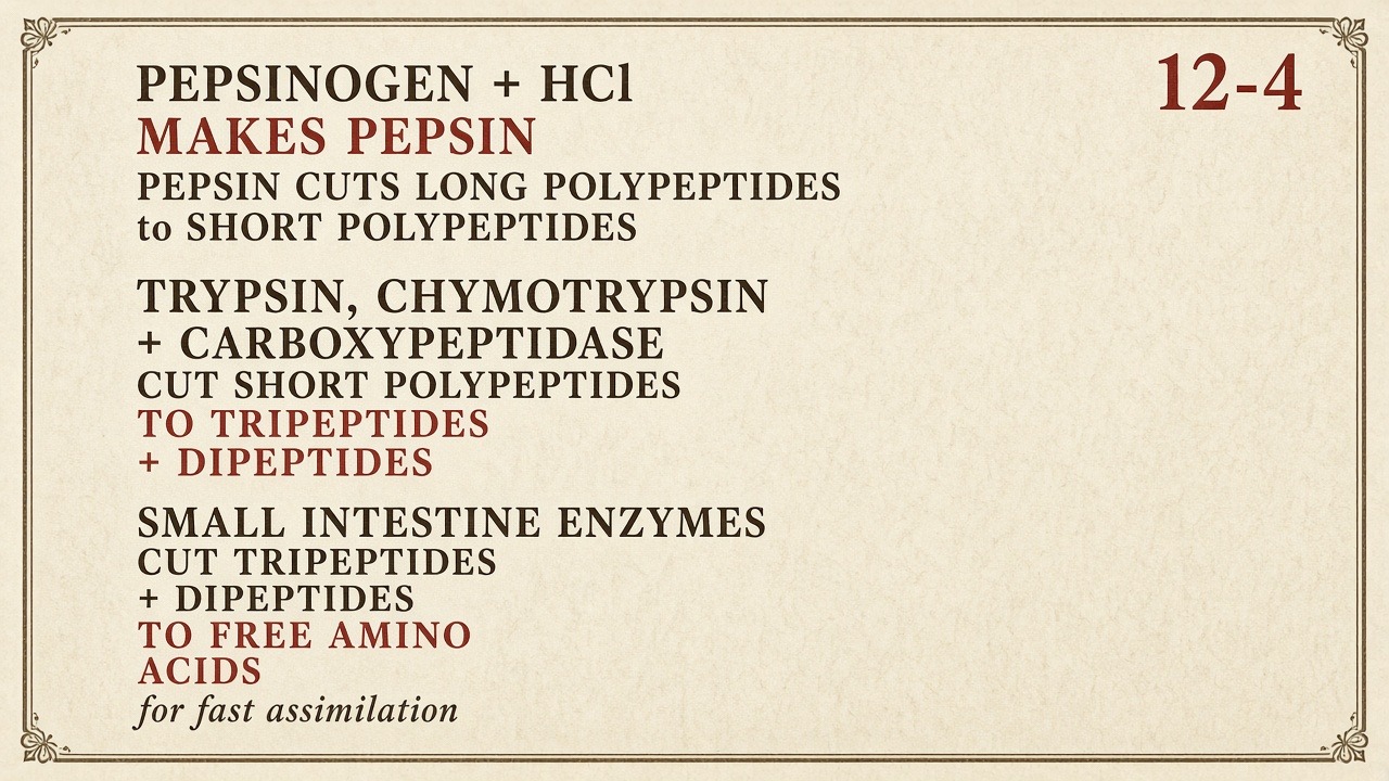 Chart 12-4: pepsinogen to pepsin, then trypsin and friends, then free amino acids