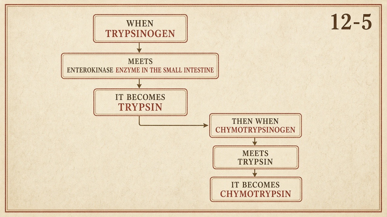 Chart 12-5: trypsinogen meets enterokinase, then trypsin wakes chymotrypsinogen