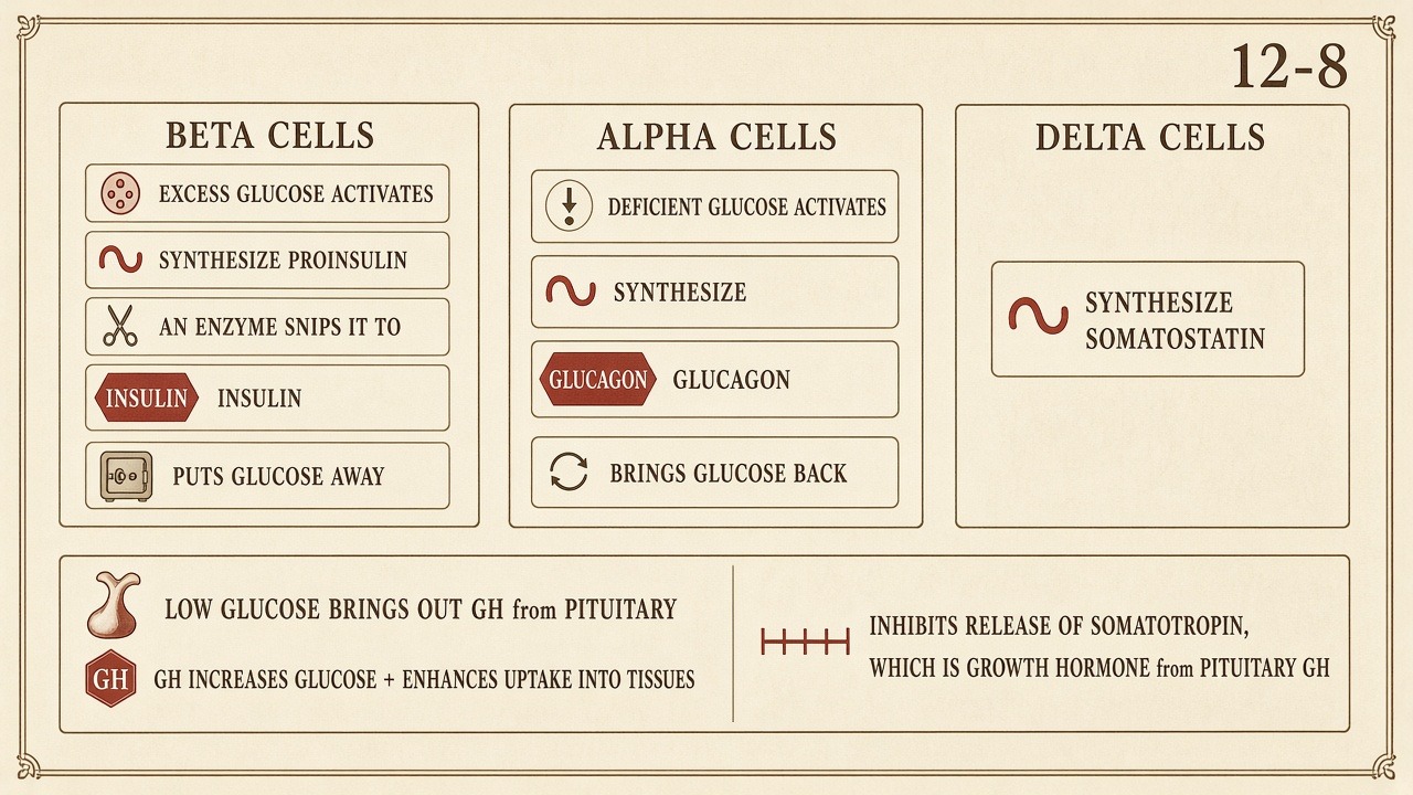 Chart 12-8: beta proinsulin snipped to insulin; alpha glucagon; delta somatostatin