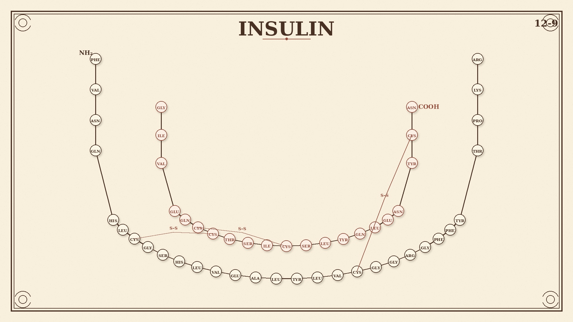 Chart 12-9: two polypeptide chains joined by disulfide bridges