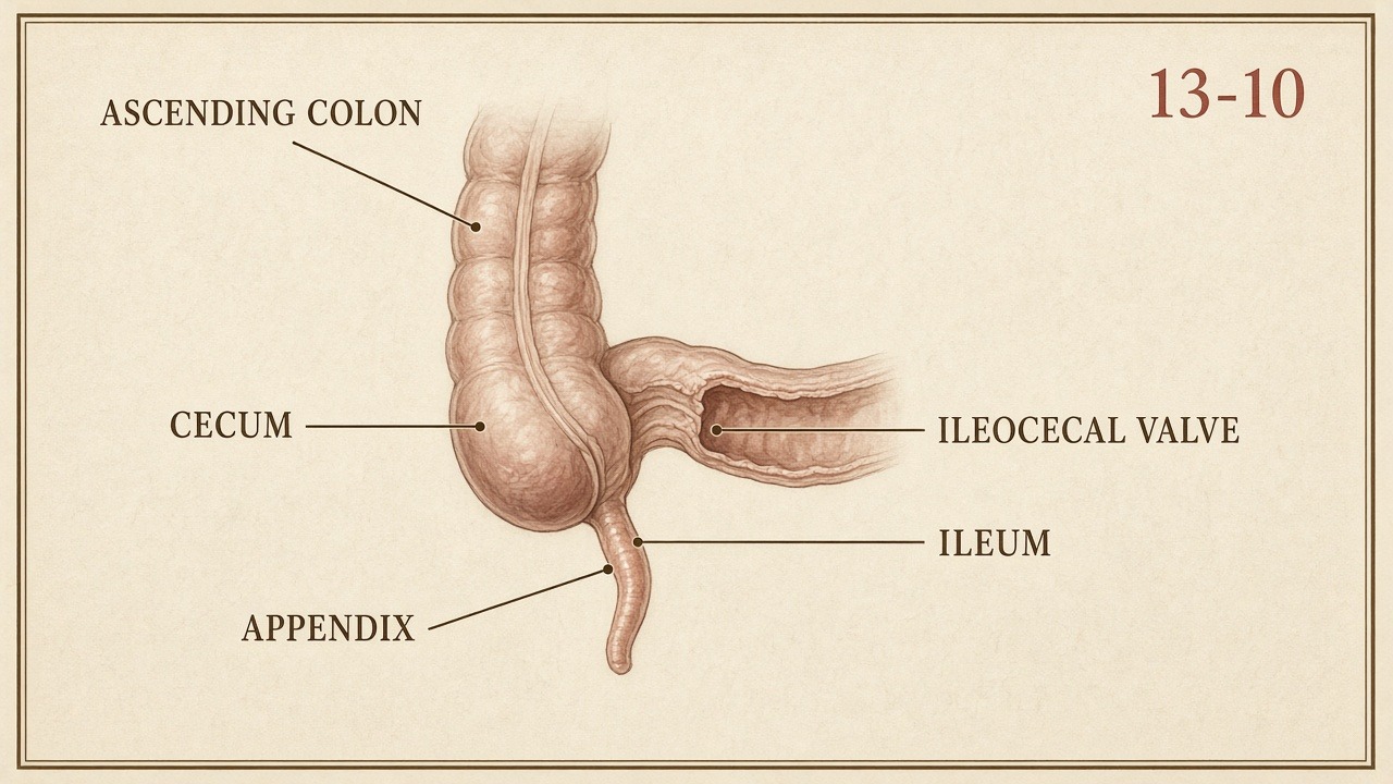 Chart 13-10: ascending colon, ileocecal valve, cecum, appendix