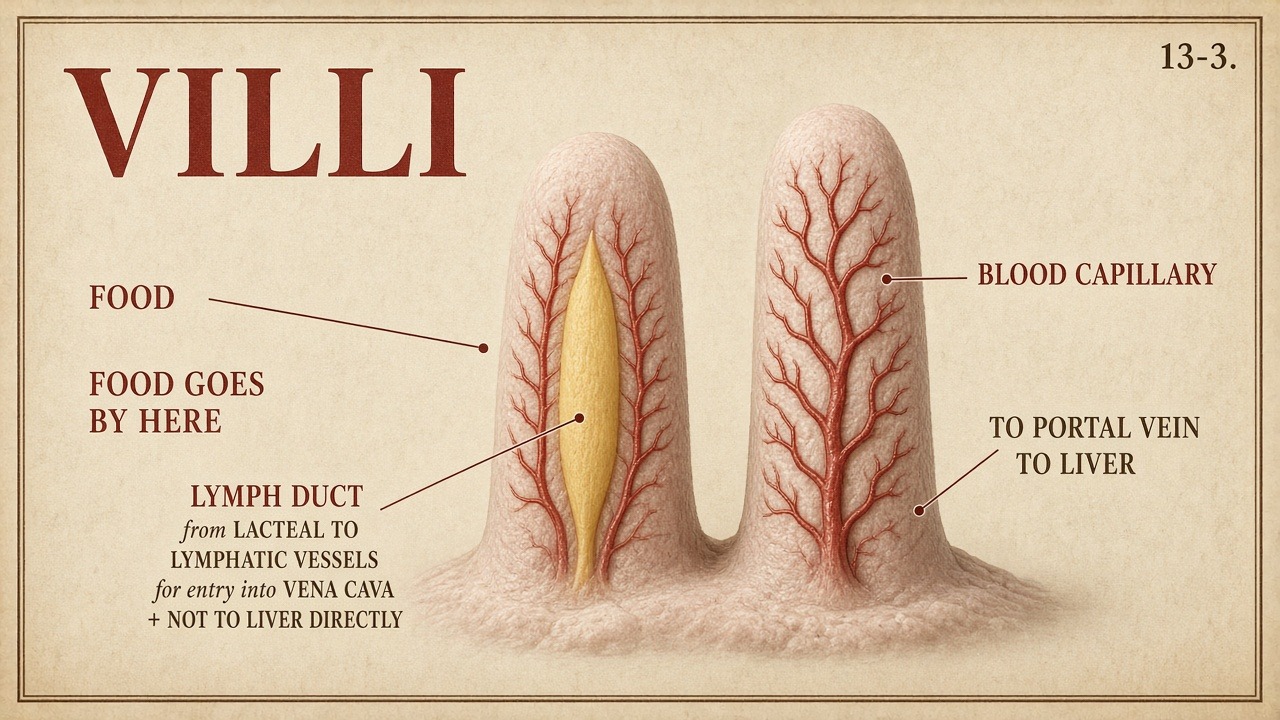 Chart 13-3: two rivers — capillary to portal, lacteal to lymph