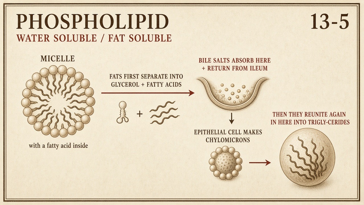 Chart 13-5: phospholipid, micelle, bile salts return from ileum, epithelial cell makes chylomicrons