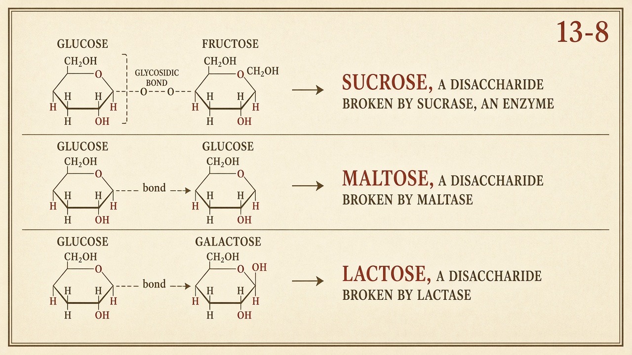 Chart 13-8: sucrose, maltose, lactose — sucrase, maltase, lactase at the glycosidic bond