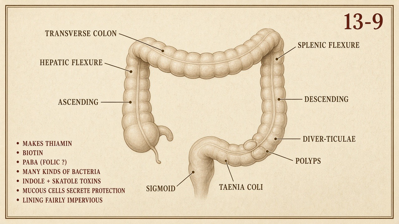 Chart 13-9: the frame — colon as four and a half feet