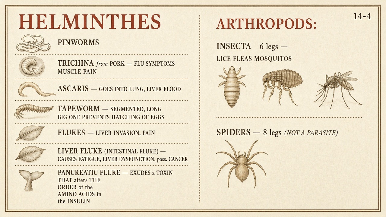Chart 14-4: helminthes — pinworms, trichina, ascaris, tapeworm, flukes, arthropods