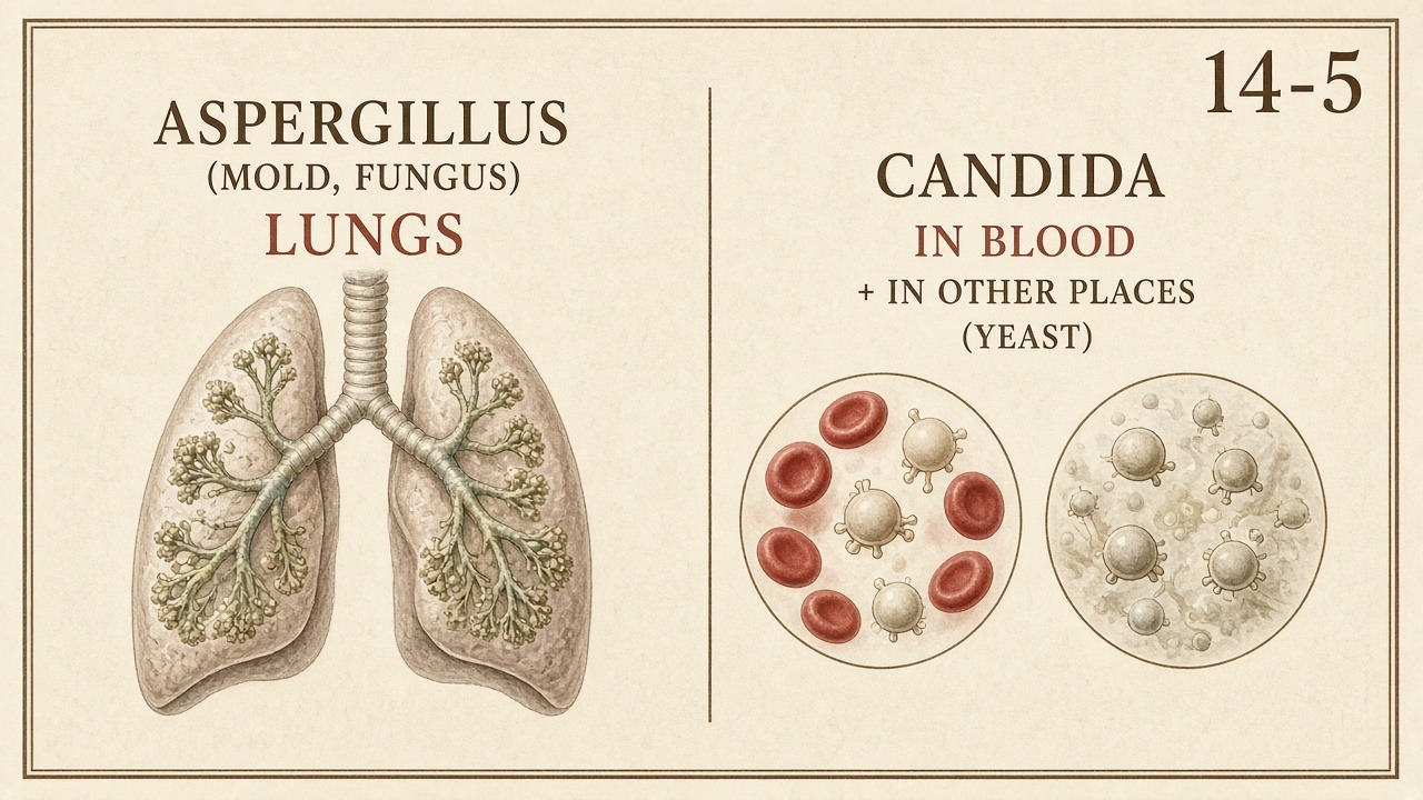 Chart 14-5: Aspergillus (mold, fungus) in lungs; Candida (yeast) in blood and other places
