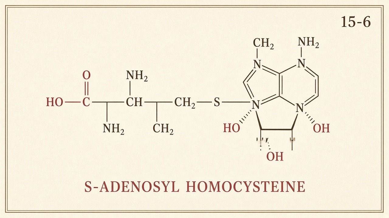 Chart 15-6: S-adenosyl homocysteine — drop the adenosine