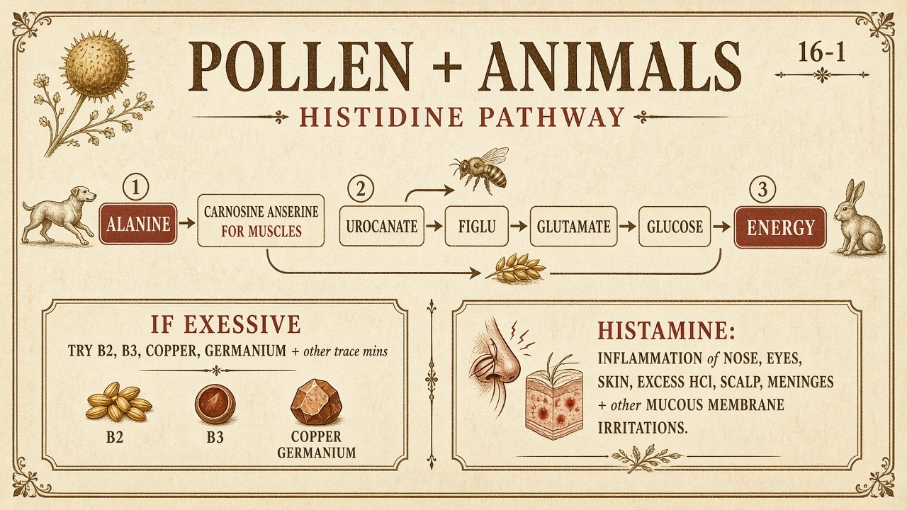 Chart 16-1: pollen and animals around the histidine pathway — horse, wolf, cat, dog, mouse in a meadow