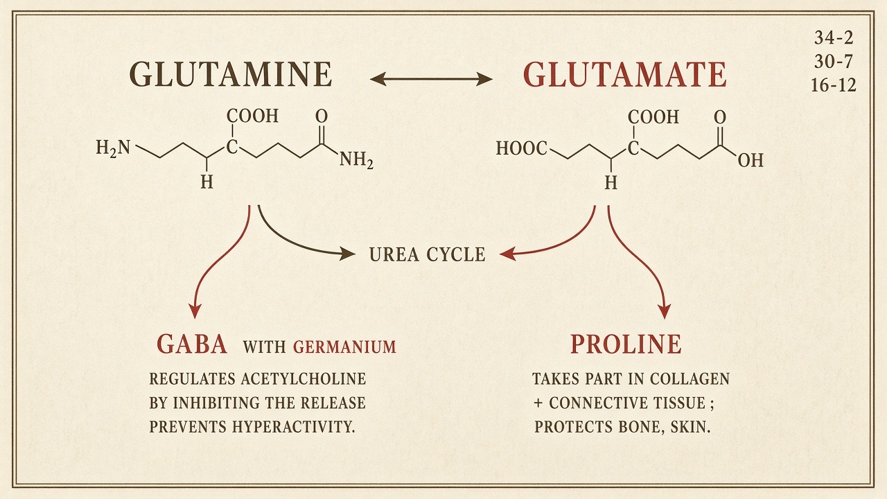 Chart 16-12: glutamine, glutamate, GABA, proline, and the urea cycle