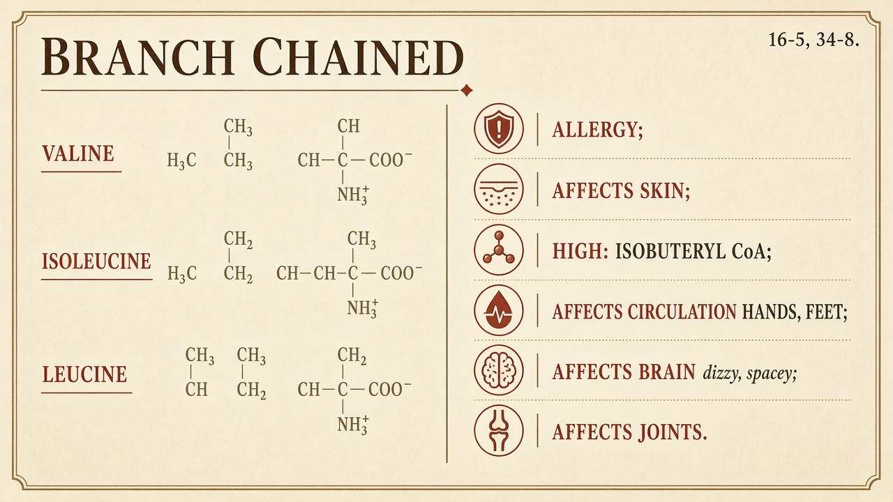 Chart 16-5: the three branched-chain amino acids — valine, isoleucine, leucine