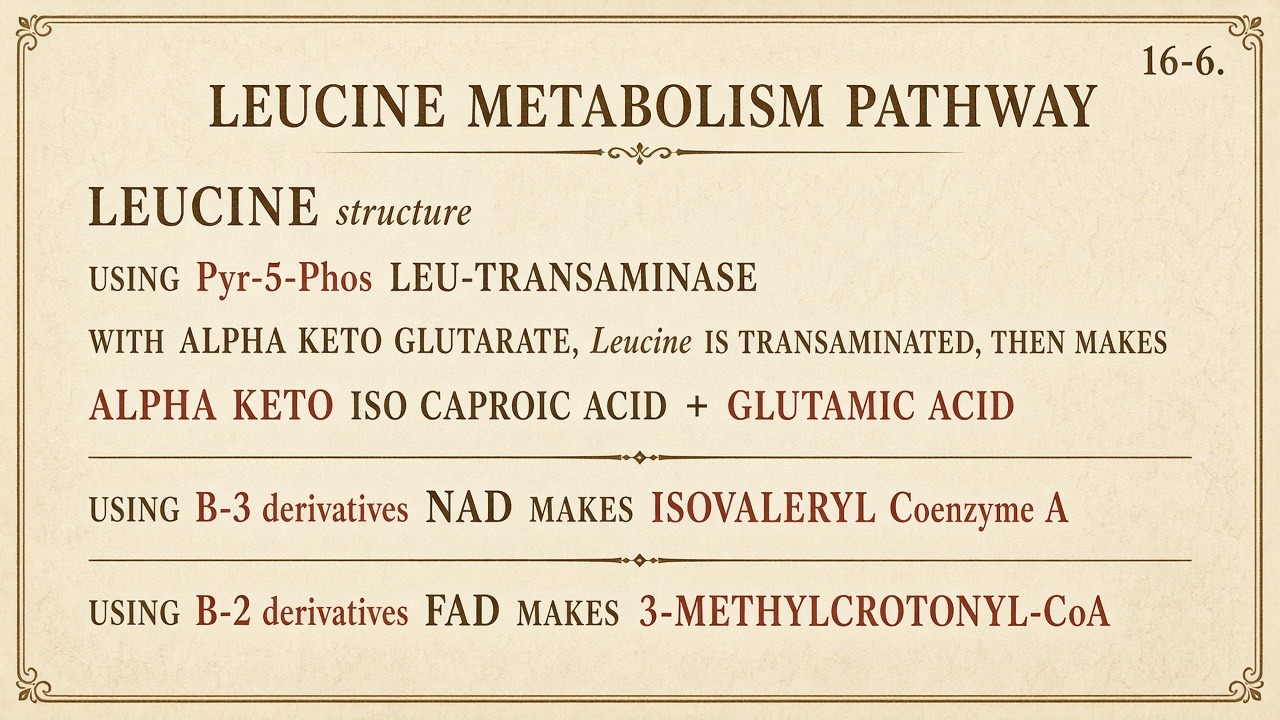 Chart 16-6: leucine cascade — P5P, NAD, FAD, isovaleryl-CoA, 3-methylcrotonyl-CoA