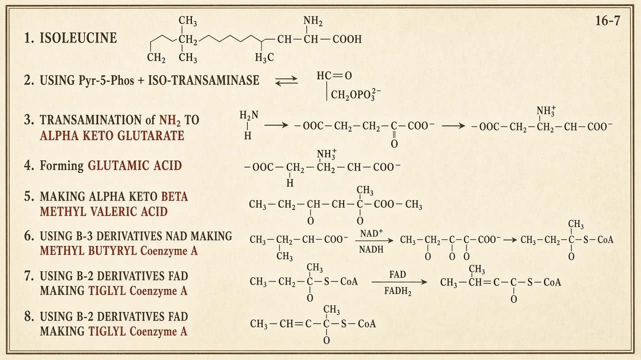 Chart 16-7: isoleucine cascade with P5P, NAD, FAD toward tiglyl-CoA