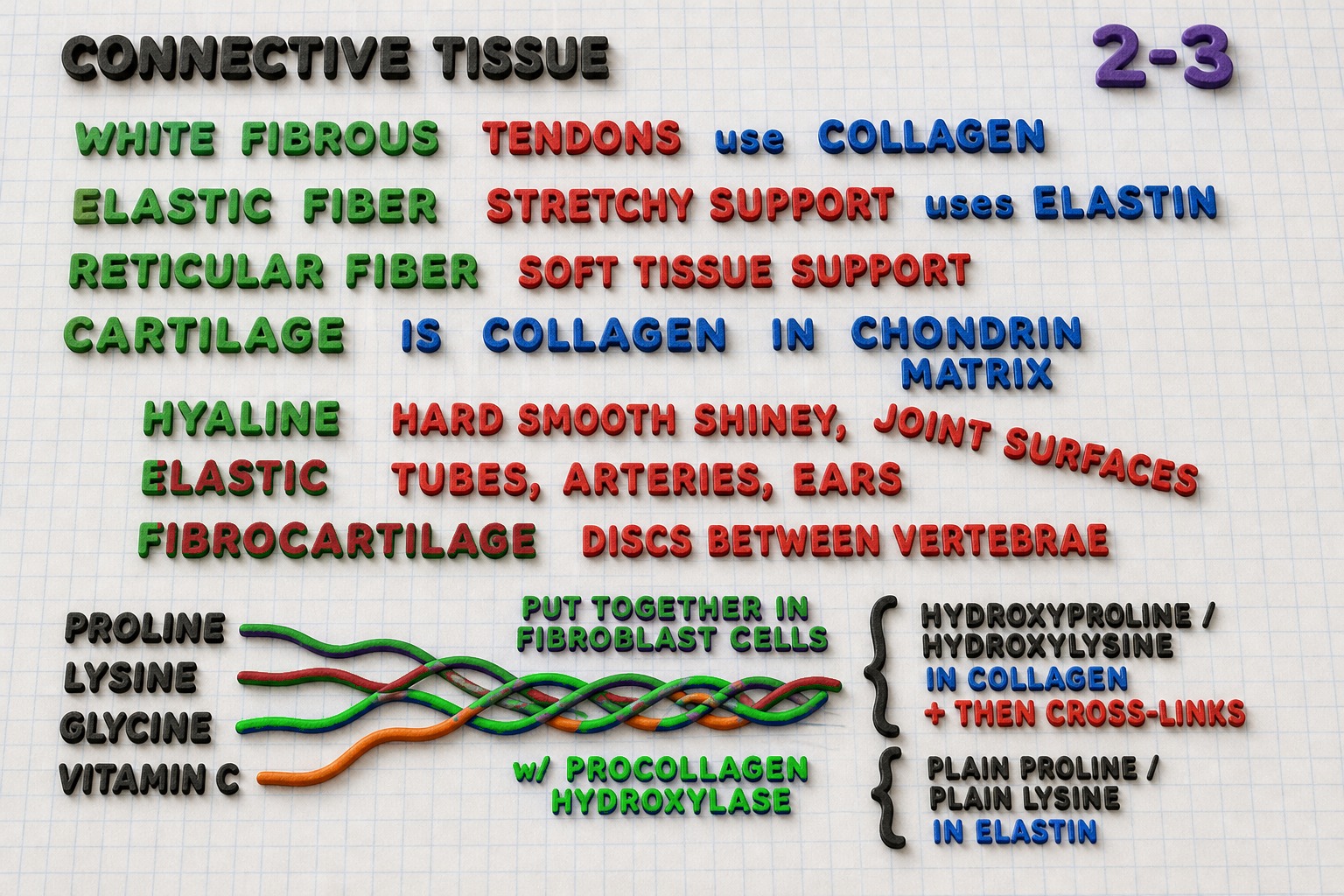 Handwritten chart 2-3: connective tissue — collagen, elastin, reticular fiber, cartilage types, proline lysine glycine vitamin C in the fibroblast