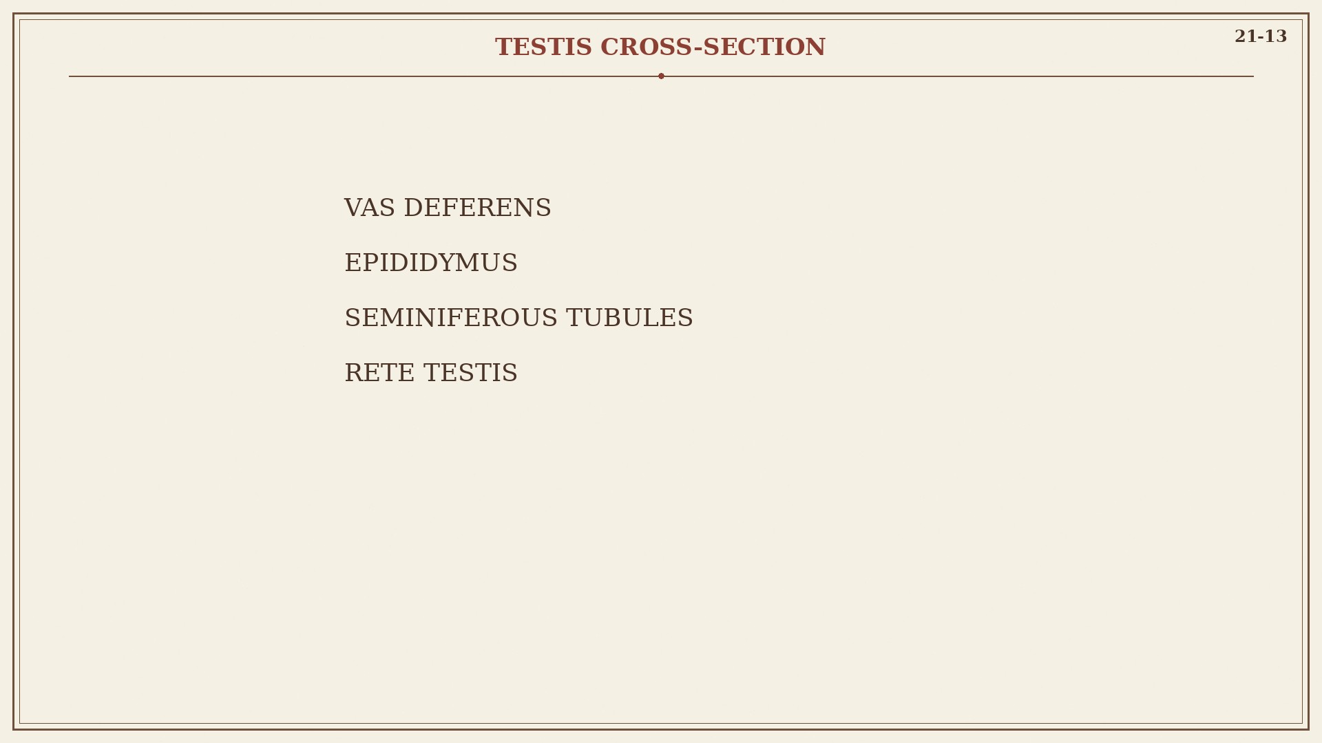 Chart 21-13: testis, epididymis, vas, seminiferous tubules, rete testis