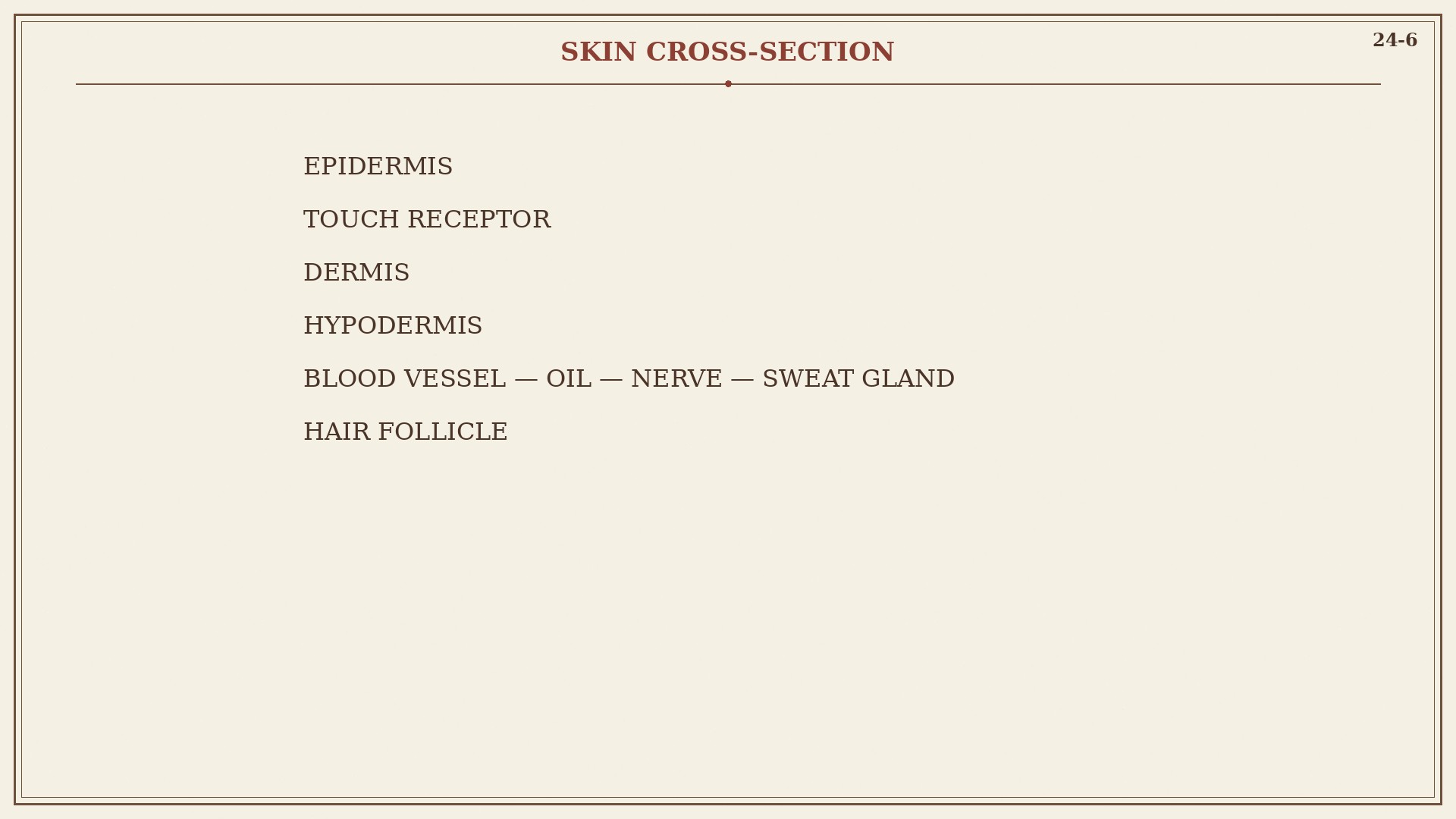 Chart 24-6: hair root in dermis, oil, sweat, touch receptor, nerve, blood